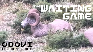 THE WAITING GAME:  A DIY Rocky Mountain Bighorn Sheep Hunt