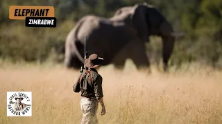 Massive Zimbabwe Elephant