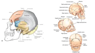 Anatomy of the Skull