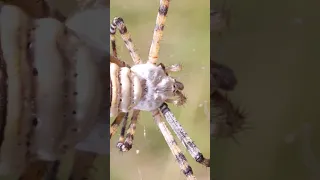 El minimacho de araña tigre #shorts #viral