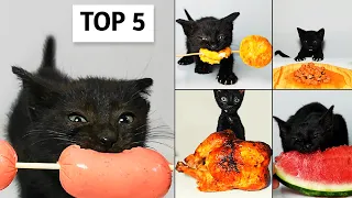 Top 5 Kitten ASMR Eating Compilation