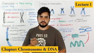 Chromosome Structure, Shape, composition and organization | Lecture 1