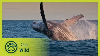 Paradise Coast - Brazil: A Natural History 4/5 - Go Wild