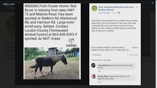 Mini horse is missing from animal rescue