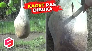 KEPOMPONG RAKSASA, Pas Dibuka Isinya di Luar Dugaan, Bikin Kaget... 😱