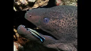 ГИГАНТСКАЯ МУРЕНА ПРОТИВ АКУЛЫ. Кто сильнее мурена или акула! Giant Moray eel vs shark!