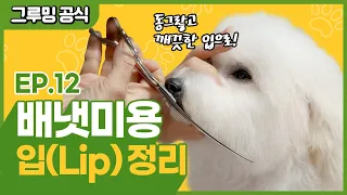 강아지 배냇미용 ! 동글한 입만 만들면 곰돌이컷을 다 한거나 다름없습니다! [그루밍 공식 EP.12]