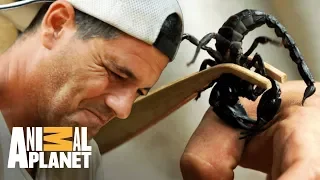 Frank deixa escorpião picar sua mão | Perdido no Sudeste Asiático | Animal Planet Brasil