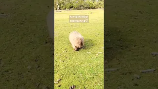 近寄ってくる野生のウォンバット　 #wombat #ウォンバット #もふもふ動物#野生動物#タスマニア#tasmania#mariaisland