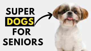 Top 25 Dog Breeds For Seniors & Elderly - Low Maintenance + Don't Shed