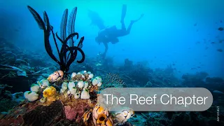 Scuba Diving in North Sulawesi (Bangka & Lembeh) Indonesia 2020 - The Reef Chapter