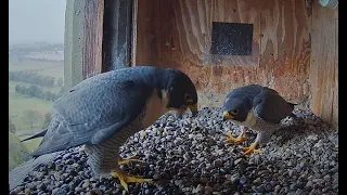 FalconCam 2024 06 07 Bonding and pebble eating