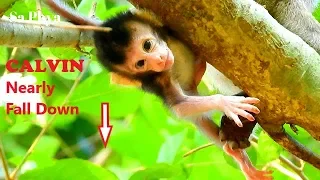 OMG! Baby CALVIN Nearly Falls Down From High Tree, CALVIN Cries So Scare