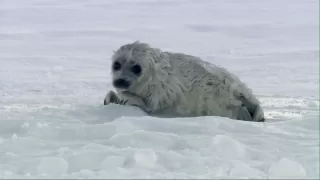 Das Abenteuer der Eisbärenkinder - Robben