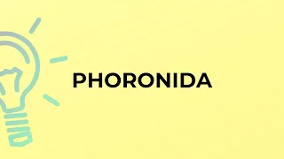 What is the meaning of the word PHORONIDA?