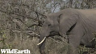 WildEarth - Sunrise Safari -  22 August 2023