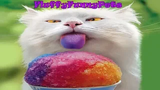 JOKES FUNNY ANIMALS 2019 / HORN TO Tears BEST SELECTION VIDEO cats and dogs Fluffy Funny Pets