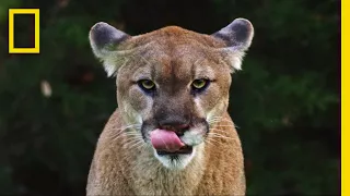 See Why the Mysterious Mountain Lion Is the ‘Bigfoot’ of Big Cats | Short Film Showcase