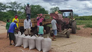 FARTURA NO SERTÃO PERNAMBUCANO, VEJA A DEBULHA DE FEIJÃO DE CORDA DE SEU LIBÂNIO E DONA SEBASTIANA.