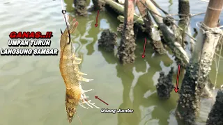 Umpan Turun Langsung Di Sambar Mancing Kakap Putih Di Pinggiran Sampai kuwalahan