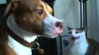 Cat slaps Dog multiple times!!!!