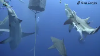 aliwal dive centre 2016 baited shark dives
