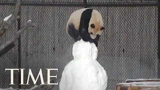 Panda Wrestles With Snowman At Toronto Zoo | TIME