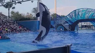 seaworld- Orca encounter #animals #seaworld #parati #shorts