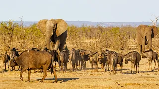 This Elephant's Family Is A Herd Of Buffalo | The Elephant That Thinks She's a Buffalo | Real Wild