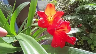 #newzealand#clivia-garden#commentary#red-orange#flowers@kapcoastsunsetcliviaseascapes 