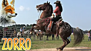 🥰🐴LINDA VAQUERITA - Concurso De Caballos Bailadores