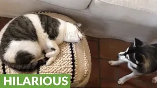 Pesky dog hilariously wakes up cat for playtime