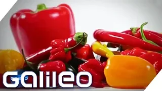 Alles Wissenswerte rund um die Chili | Galileo | ProSieben