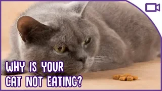 Why Won't My Cat Eat? Reasons Your Cat Is Avoiding Food