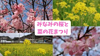 みなみの桜と菜の花まつり [4K] Kawazu cherry blossoms & Field of canola flower #河津桜 #菜の花 #cherryblossom #桜