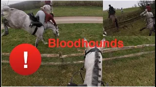 My First Experience with the Bloodhounds - Tonic Flew around Foxcote | Equestrian