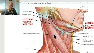 Anatomy of head and neck module in Arabic 48 (Sternomastoid muscle ) , by Dr. Wahdan