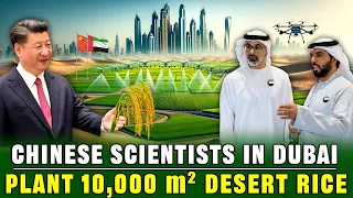 Incredible Technology! Chinese and Dubai Scientists Plant 10,000 m² of Rice in The Desert