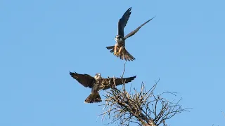 Family of the Eaurasian Hobby