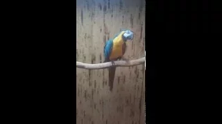 Parrot is so funny / Попугай отжигает