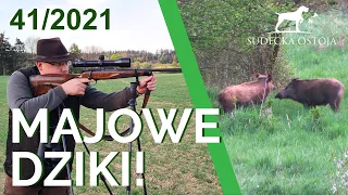 Sudecka Ostoja 41/2021. Polowanie na dziki. Hunting wild baors in Poland