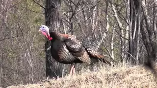 turkey gobbling