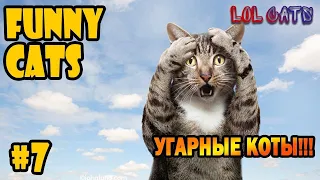 LOL CATS! • СМЕШНЫЕ КОТИКИ • Угарные приколы с котами!