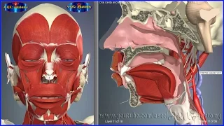 Oral cavity and infratemporal fossa | 3D Human Anatomy | Organs