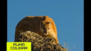 🎵🎵RUGIDO DE PUMA - EFECTO DE SONIDO(HD)🎼