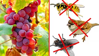 Защита винограда от ос и птиц!