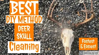 BEST DIY Method for Cleaning DEER Skulls | Fastest & Easiest