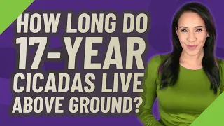 How long do 17-year cicadas live above ground?