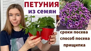 ВСЁ О РАССАДЕ ПЕТУНИИ: когда сеять, самый надежный способ посева, прищипка