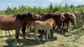 🔥Новоолександрівські Ваговози на Продажу 💵🔥🐴💪💥💯